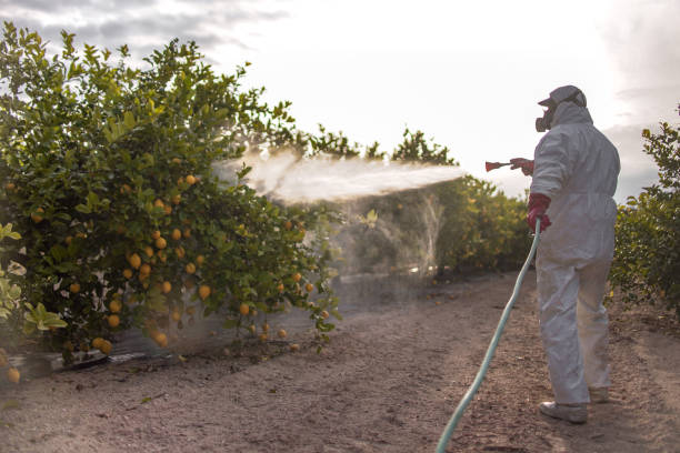 Reliable Battle Mountain, NV Pest Control Solutions